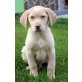Champagner Labrador Rüde 'Nuts', Labrador Retriever Welpen - Rüde