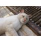 Champers, DRINGEND! Prachtkerl  - Siam mit stolzen 8 K - Kater
