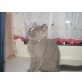 Champion Bageera Buster, Britisch Kurzhaarkatze - Kater