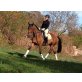 Champion du Magie, Mecklenburger Warmblut - Wallach