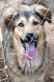 Chan in Neuss, Schäferhundmix - Rüde