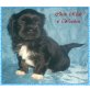 Chan von Cha-ga-pa, Lhasa Apso Welpen - Rüde