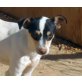 Chanchi, hübscher Ratonero Bodeguero Andaluz Mix - Rüde