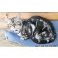 Chandi, Bengalkatze - Kater
