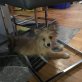 Chanel, Pomeranian Welpen - Hündin