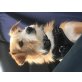 Chanel, liebe, kleine Maus - Hündin