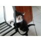 Chantal, Tootsie, Victoria, Shirkan & Lucille, Britisch Kurzhaar/Ägyptische Mau - Kater
