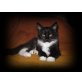 Chap, Maine Coon - Kater
