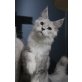 Chaplin, Maine Coon - Kater