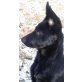 Chara vom Falkenseer Stern, Deutscher Schäferhund - Hündin