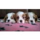 Charles KC Kavalier , Cavalier King Charles Spaniel - Rüde