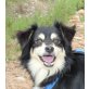 Charles, Papillon Mix - Rüde