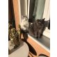 Charles und Ikarus, Main Coon / Kartäuser - Kater