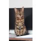 Charli, Bengalkatze - Kater