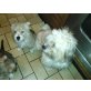 Charlie, Ben, Rocky, Buddy , Havaneser, Yorshire Terrier  Welpen - Rüde