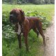 Charlie, Boxer - Rüde