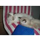 Charlie Brown, Reinrassige birma/Ragdoll - Kater