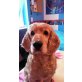 Charlie, Cocker Spaniel - Rüde