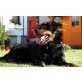 Charlie, Deutscher Jagdterrier - Rüde