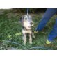 Charlie, Foxterrier-Mix Welpe sucht zuhause oder PS - Rüde