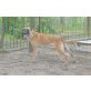Charlie, Malinois-Mix - Hündin