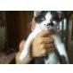 Charlie, Mischlingskater - Kater