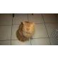 Charlie, Perser - Kater