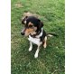 Charlie, Rüde sucht ein neues Zuhause  - Rüde
