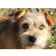 Charlie, Terrier-Mix - Rüde
