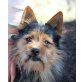 Charlie, Yorki Dackel Mix - Rüde