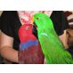 Charlie und Momo, Neuguinea-Edelpapageien
