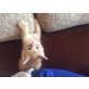 Charlie und Sunny, Charlie und Sunny - TSV SOS Katze - Kater