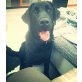 Charlie,unkomplizierter Familienhund, Labrador Retriever - Rüde