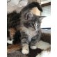 Charlize, Maine Coon - Katze