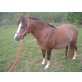 Charlotte, Deutsches Reitpony - Stute