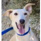 Charlotte, Galgo Español - Hündin