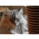 Charlotte, Maine Coon - Katze