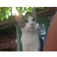 Charlotte, Mischling - Katze
