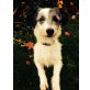 Charlotte, Mix - Hündin