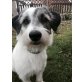 Charlotte, Mix - Hündin