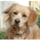 Charly 9, Retriever-Spitz-Mischling - Rüde
