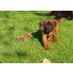 Charly, Bayerischer Gebirgsschweisshund Welpen - Rüde