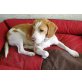 Charly, Beagle - Rüde