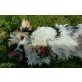 Charly, Biewer Yorkshire Terrier a la pon pom Welpen - Rüde