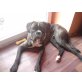 Charly, Boxer - Rüde