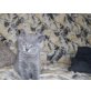 Charly, Britisch Kurzhaarkatze - Kater