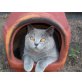 Charly, Britisch Kurzhaarkatze - Kater