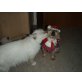 Charly Brown, Reinrassige Birma/Ragdoll - Kater