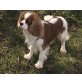 Charly, Cavalier King Charles Spaniel - Rüde