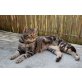 Charly, Charly - Kater